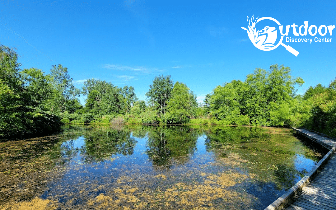 ODC Network to Launch Rainscaping Pilot Program in Zeeland
